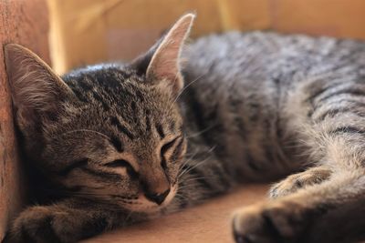 Close-up of cat sleeping