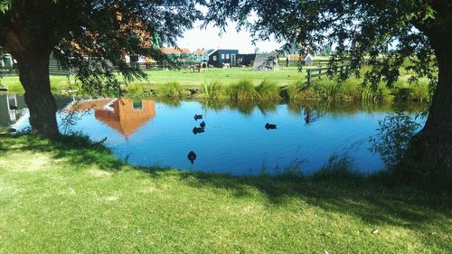 Scenic view of lake by trees