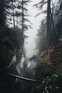 Trees growing in forest against sky