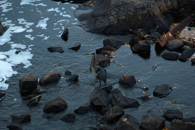 High angle view of ducks in lake