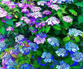 High angle view of purple flowering plants