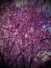 Low angle view of pink flowers