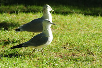 Seagull perching on a land