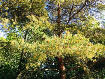 Low angle view of trees in forest during autumn