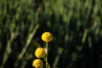 Close-up of yellow flowers blooming outdoors