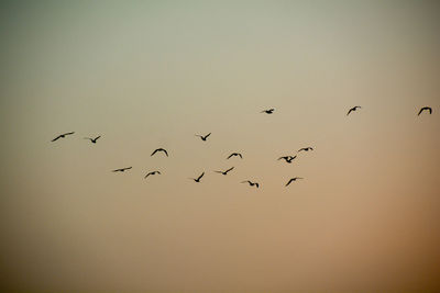 Low angle view of birds flying in sky