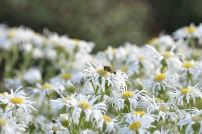 Close-up of bee pollinating flower