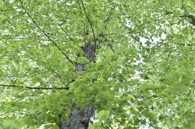 Low angle view of trees in forest