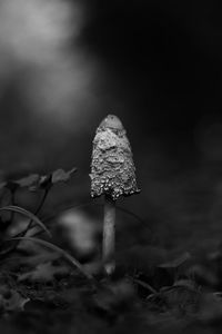 Close-up of mushroom growing on field
