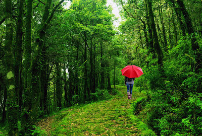 Rear view of woman walking with umbrella in forest