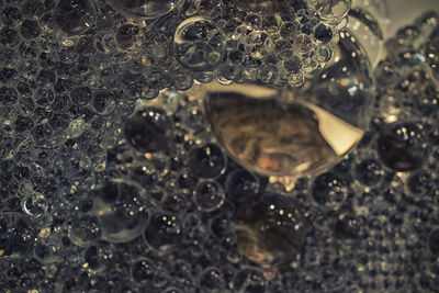 Close-up of jellyfish in water