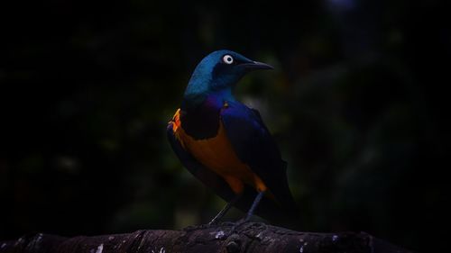 Close-up of bird perching outdoors