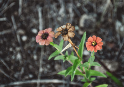 High angle view of flowering plant