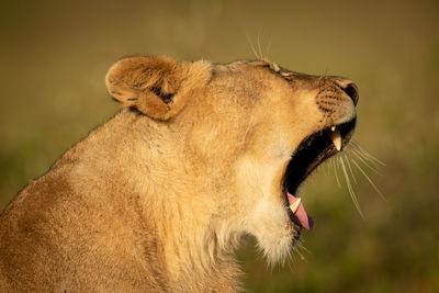 Close-up of lioness lying yawning in sunshine