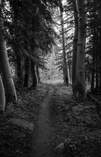 Narrow pathway along trees