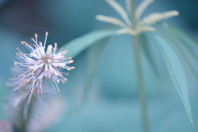 Close-up of purple flowering plant