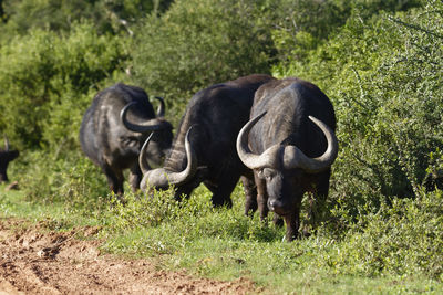 Buffaloes standing on grass against trees