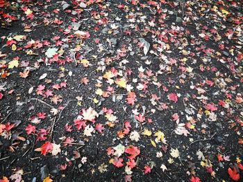 High angle view of maple leaves