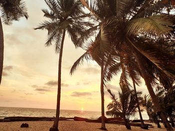 Palm trees on beach against sky during sunset