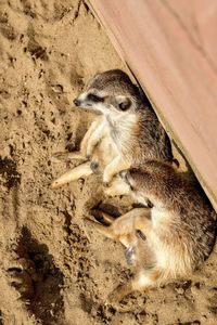 Close-up of zoo animals  on sand