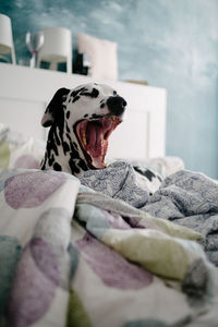 Close-up of dog yawning while lying on bed at home