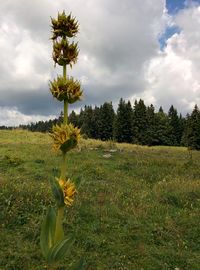 Scenic view of field against cloudy sky