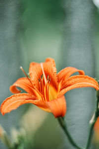 Close-up of orange lily