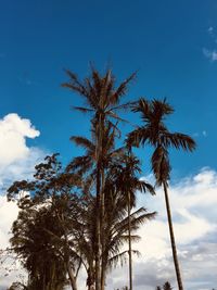 Low angle view of coconut palm trees against blue sky