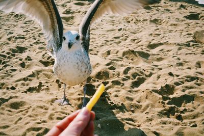 High angle portrait of seagull on sand in front of cropped hand holding french fries