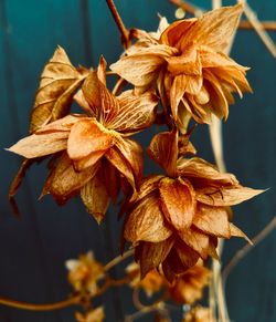 Close-up of flowers against blurred background