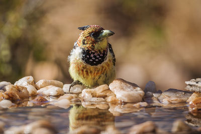 Close-up of bird perching on a lake