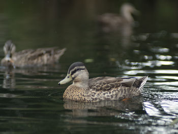 Duck swimming in lake