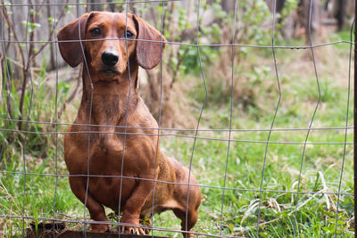 Dog standing on field