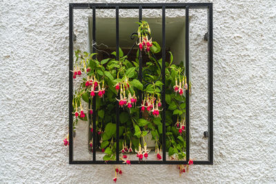 plant