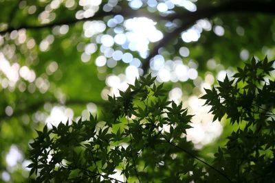 Low angle view of leaves on tree