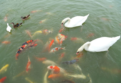 High angle view of fish swimming in lake