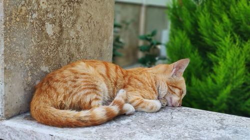 Sleeping cat