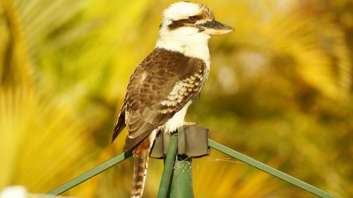 Close-up of bird perching on pole