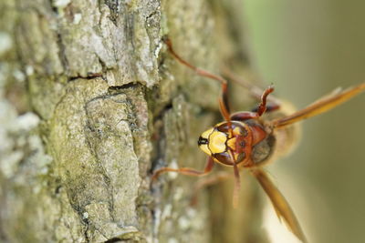 Close-up of insect on tree trunk