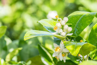 Close-up of white lemon flower