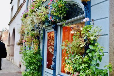 Potted plants by window of building