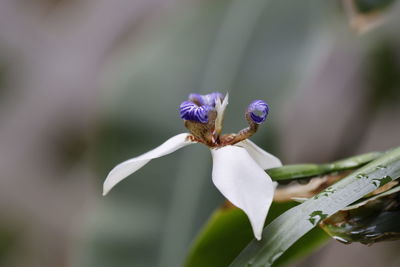 Close-up of purple flowering plant