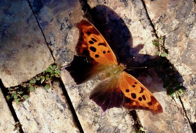High angle view of butterfly