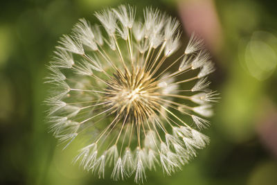 Close-up of dandelion