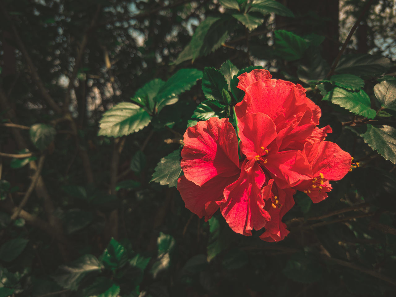 CLOSE-UP OF RED HIBISCUS FLOWER AGAINST PLANTS