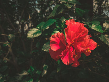 Close-up of red hibiscus flower