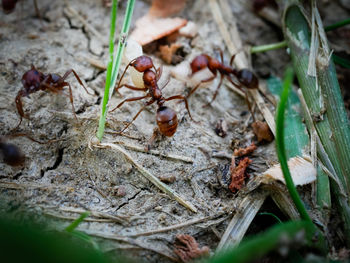 Close-up of ant on dry leaves on field