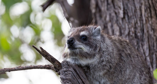 Close-up of a squirrel on tree