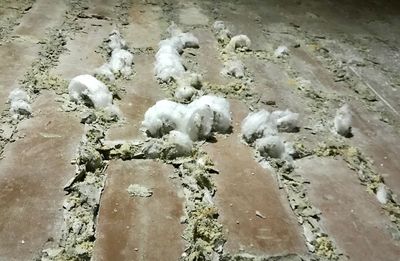 Close-up of snow on ground