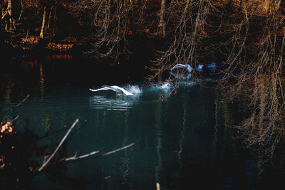 View of birds swimming in lake